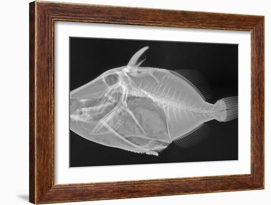 Wedge-Tail Triggerfish-Sandra J. Raredon-Framed Art Print