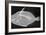 Wedge-Tail Triggerfish-Sandra J. Raredon-Framed Art Print