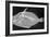 Wedge-Tail Triggerfish-Sandra J. Raredon-Framed Art Print