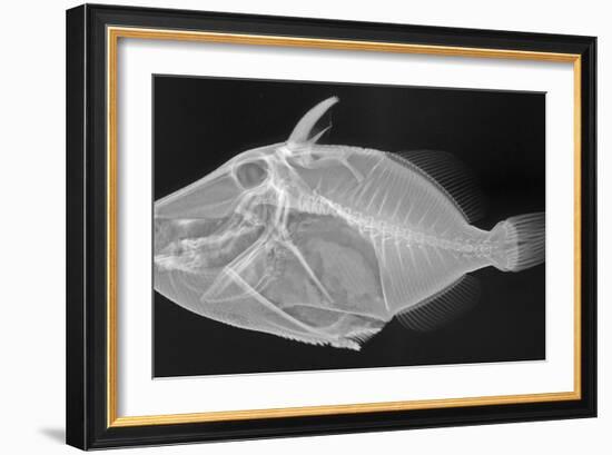 Wedge-Tail Triggerfish-Sandra J. Raredon-Framed Art Print