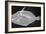 Wedge-Tail Triggerfish-Sandra J. Raredon-Framed Art Print