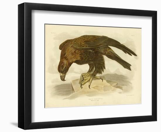 Wedge-Tailed Eagle, 1891-Gracius Broinowski-Framed Giclee Print