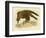 Wedge-Tailed Eagle, 1891-Gracius Broinowski-Framed Giclee Print