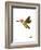 Wee Alphas, Hai the Hummingbird-Wee Society-Framed Giclee Print