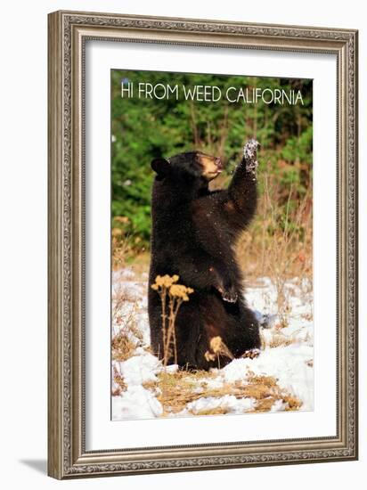 Weed, California - Bear Playing with Snow-Lantern Press-Framed Art Print