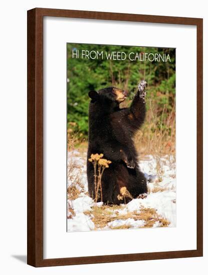 Weed, California - Bear Playing with Snow-Lantern Press-Framed Art Print