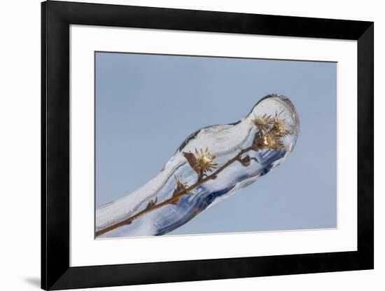 Weed seed stems encased in ice, Crestwood, Kentucky-Adam Jones-Framed Photographic Print