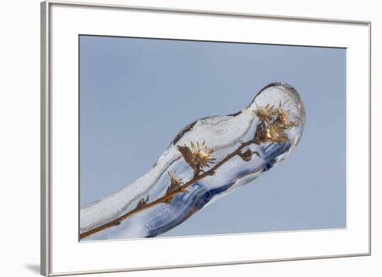 Weed seed stems encased in ice, Crestwood, Kentucky-Adam Jones-Framed Photographic Print