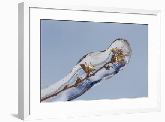 Weed seed stems encased in ice, Crestwood, Kentucky-Adam Jones-Framed Photographic Print