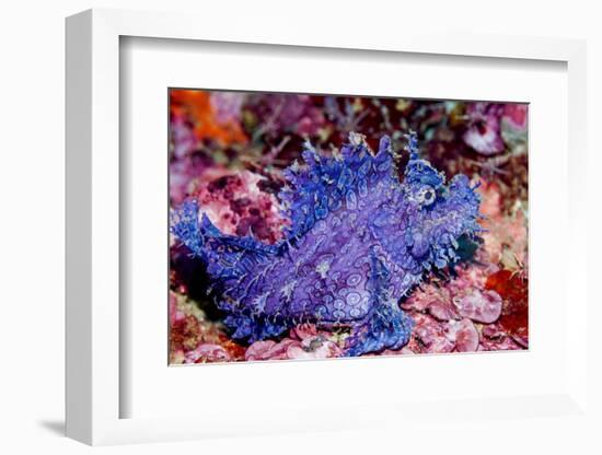 Weedy scorpionfish, Ambon, Indonesia-Georgette Douwma-Framed Photographic Print