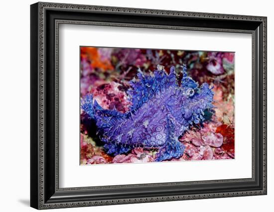 Weedy scorpionfish, Ambon, Indonesia-Georgette Douwma-Framed Photographic Print