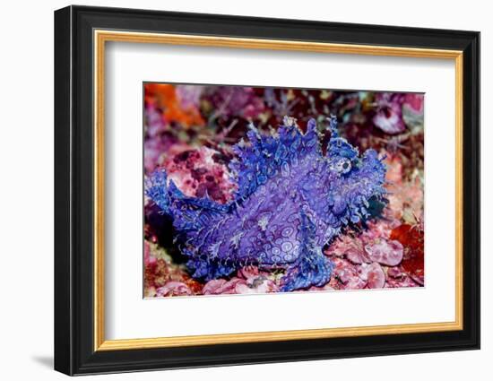 Weedy scorpionfish, Ambon, Indonesia-Georgette Douwma-Framed Photographic Print