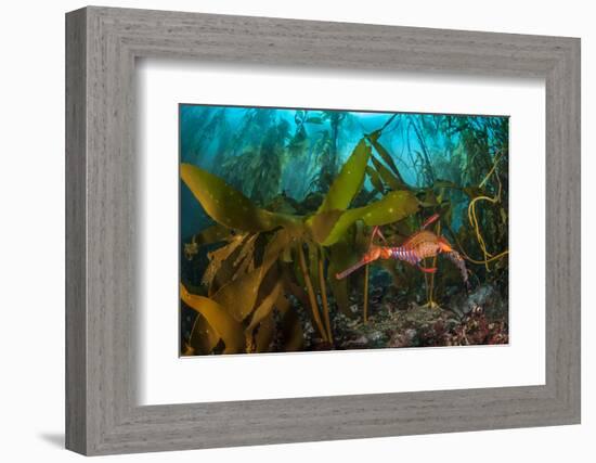 Weedy seadragon male carries eggs through a kelp forest, Tasmania, Australia.-Alex Mustard-Framed Photographic Print