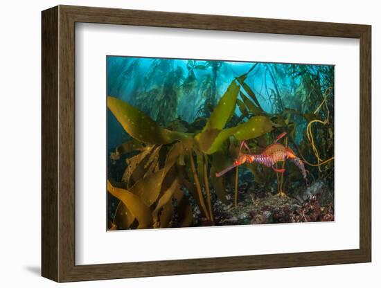 Weedy seadragon male carries eggs through a kelp forest, Tasmania, Australia.-Alex Mustard-Framed Photographic Print