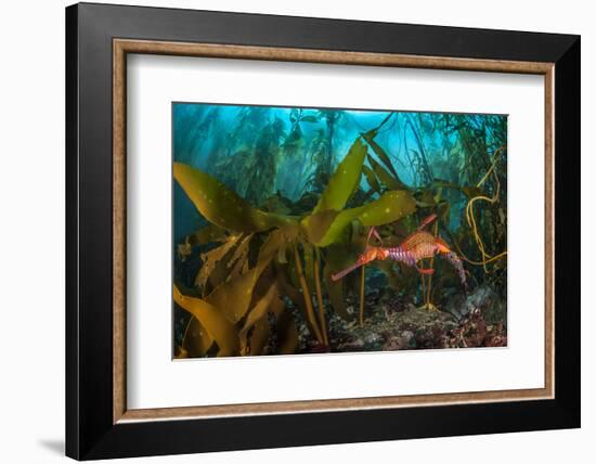 Weedy seadragon male carries eggs through a kelp forest, Tasmania, Australia.-Alex Mustard-Framed Photographic Print