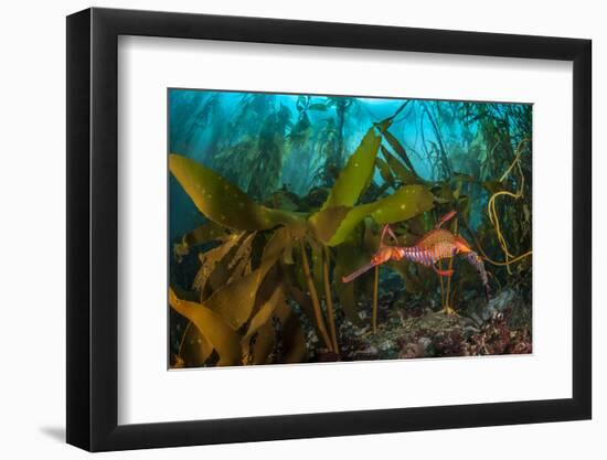 Weedy seadragon male carries eggs through a kelp forest, Tasmania, Australia.-Alex Mustard-Framed Photographic Print