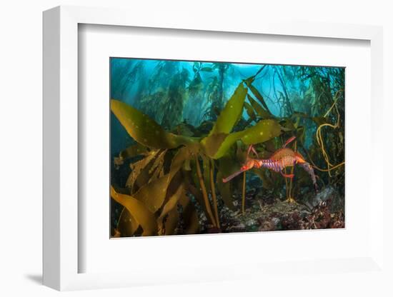 Weedy seadragon male carries eggs through a kelp forest, Tasmania, Australia.-Alex Mustard-Framed Photographic Print