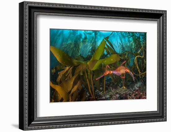 Weedy seadragon male carries eggs through a kelp forest, Tasmania, Australia.-Alex Mustard-Framed Photographic Print