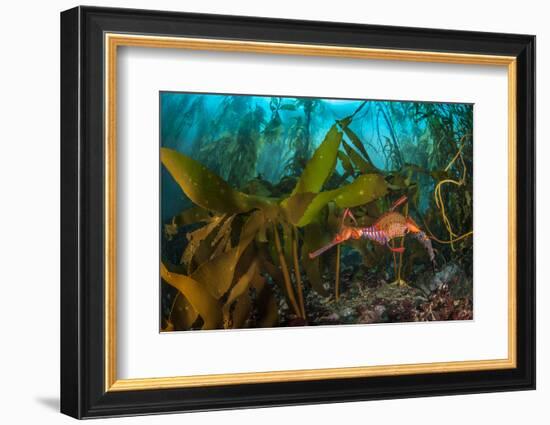 Weedy seadragon male carries eggs through a kelp forest, Tasmania, Australia.-Alex Mustard-Framed Photographic Print