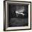 Weeki Wachee Spring, Florida, c.1947-Toni Frissell-Framed Photographic Print