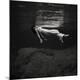 Premium Photographic Print