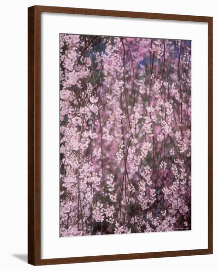 Weeping Cherry Tree-null-Framed Photographic Print