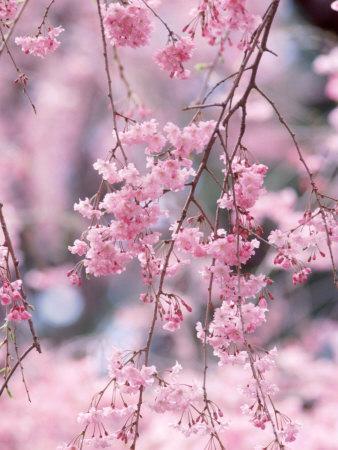 Weeping Cherry Tree Photographic Print by | Art.com