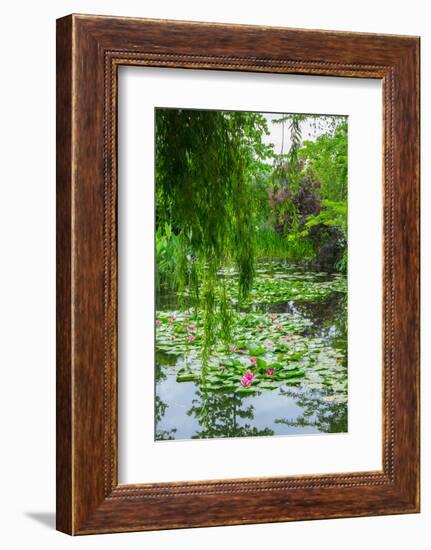 Weeping Willow and Waterlilies, Monet's Garden, Giverny, Normandy, France, Europe-James Strachan-Framed Photographic Print