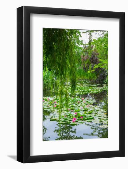 Weeping Willow and Waterlilies, Monet's Garden, Giverny, Normandy, France, Europe-James Strachan-Framed Photographic Print