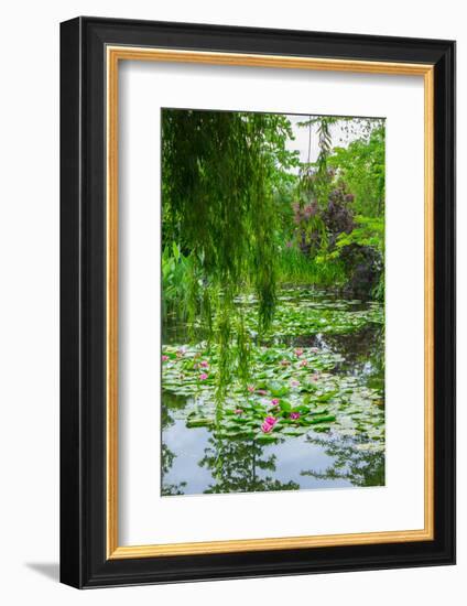 Weeping Willow and Waterlilies, Monet's Garden, Giverny, Normandy, France, Europe-James Strachan-Framed Photographic Print