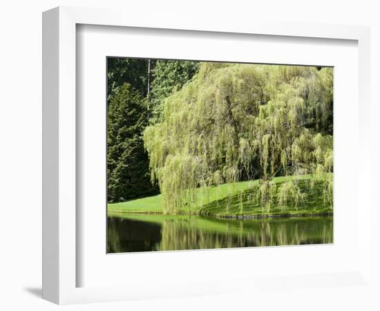 Weeping Willow, Japanese Gardens, Bloedel Reserve, Bainbridge Island, Washington, USA-Trish Drury-Framed Photographic Print