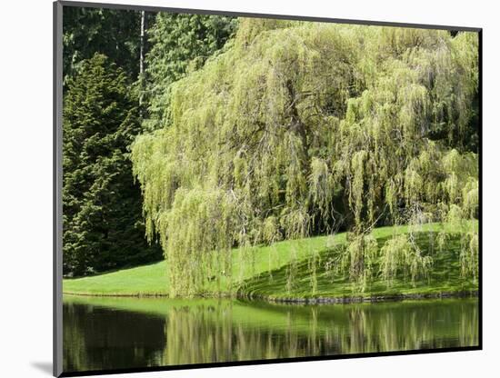 Weeping Willow, Japanese Gardens, Bloedel Reserve, Bainbridge Island, Washington, USA-Trish Drury-Mounted Photographic Print