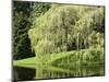 Weeping Willow, Japanese Gardens, Bloedel Reserve, Bainbridge Island, Washington, USA-Trish Drury-Mounted Photographic Print