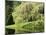 Weeping Willow, Japanese Gardens, Bloedel Reserve, Bainbridge Island, Washington, USA-Trish Drury-Mounted Photographic Print