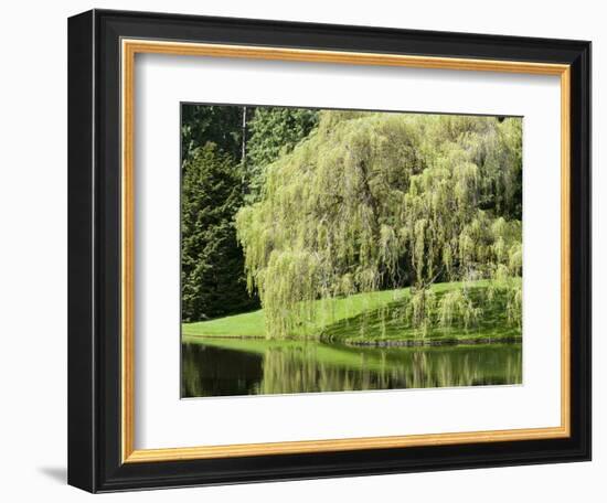 Weeping Willow, Japanese Gardens, Bloedel Reserve, Bainbridge Island, Washington, USA-Trish Drury-Framed Photographic Print