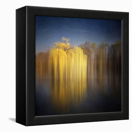 Weeping Willow-Philippe Sainte-Laudy-Framed Premier Image Canvas