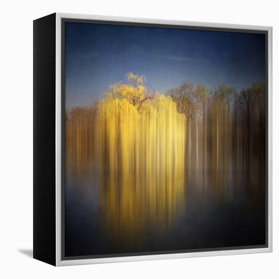 Weeping Willow-Philippe Sainte-Laudy-Framed Premier Image Canvas