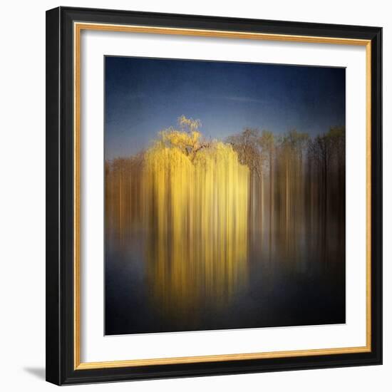 Weeping Willow-Philippe Sainte-Laudy-Framed Photographic Print