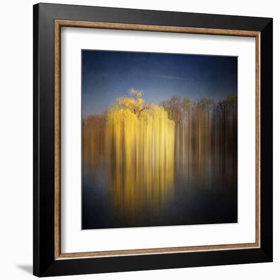 Weeping Willow-Philippe Sainte-Laudy-Framed Premium Photographic Print
