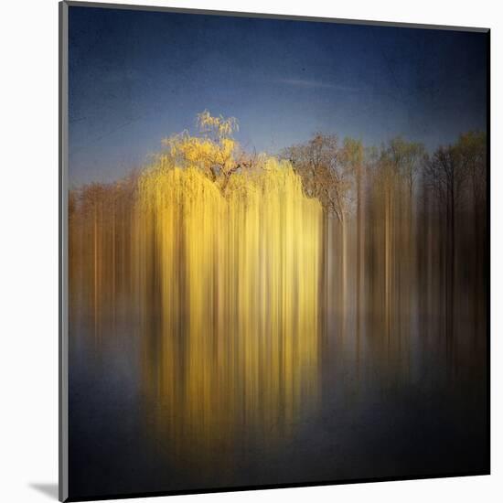 Weeping Willow-Philippe Sainte-Laudy-Mounted Premium Photographic Print