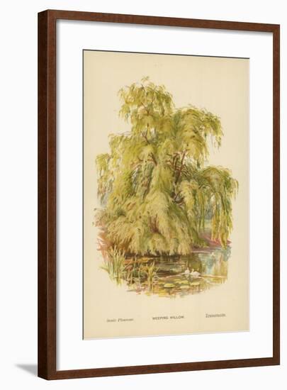 Weeping Willow-William Henry James Boot-Framed Giclee Print