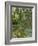 Weeping Willows, the Waterlily Pond at Giverny, C.1918-Claude Monet-Framed Giclee Print