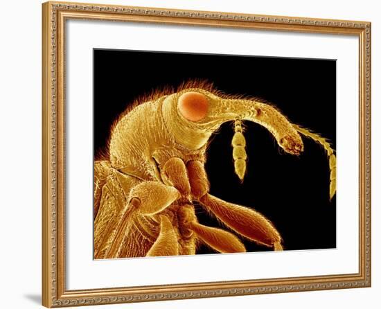 Weevil, SEM-Susumu Nishinaga-Framed Photographic Print