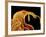 Weevil, SEM-Susumu Nishinaga-Framed Photographic Print