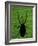 Weevil Silhouette Through Leaf, Sulawesi, Indonesia-Solvin Zankl-Framed Photographic Print