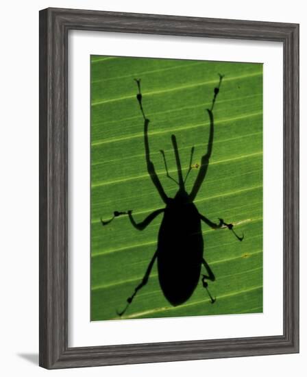 Weevil Silhouette Through Leaf, Sulawesi, Indonesia-Solvin Zankl-Framed Photographic Print