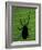 Weevil Silhouette Through Leaf, Sulawesi, Indonesia-Solvin Zankl-Framed Photographic Print