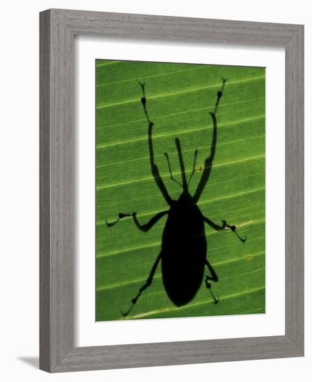 Weevil Silhouette Through Leaf, Sulawesi, Indonesia-Solvin Zankl-Framed Photographic Print