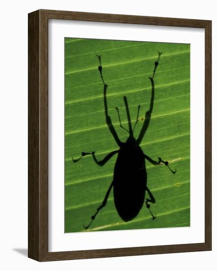 Weevil Silhouette Through Leaf, Sulawesi, Indonesia-Solvin Zankl-Framed Photographic Print