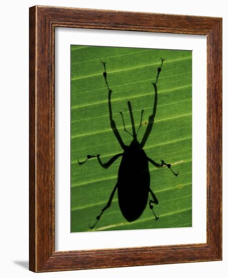 Weevil Silhouette Through Leaf, Sulawesi, Indonesia-Solvin Zankl-Framed Photographic Print